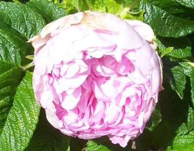 000_2642_Regina_Centifolia.jpg