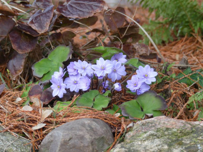 2023-03-13 Hepatica 'Avatar'.jpg