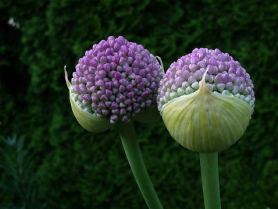 23.5.2008_19-45-35_0007.jpg