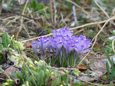 2023-03-13 Crocus 'Shockwave' 1.jpg