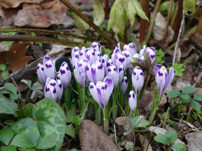 2023-03-13 Crocus 'Snow Princess' 1.jpg