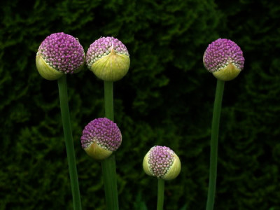 22.5.2008_16-38-27_0052.jpg