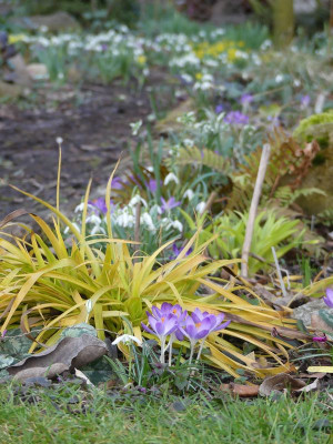 2023-03-13 Garteneinblick 10.jpg