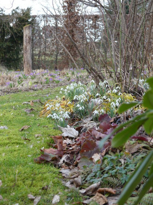 2023-03-13 Garteneinblick 3.jpg