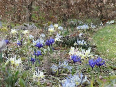 2023-03-13 Garteneinblick 4.jpg