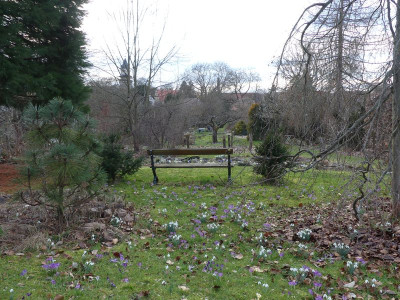 2023-03-13 Garteneinblick 6.jpg