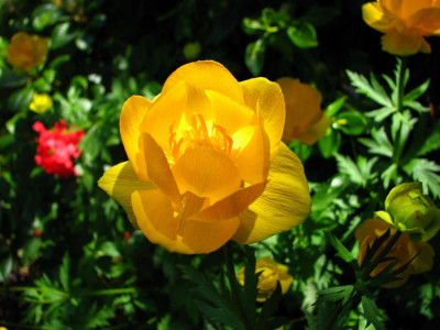 Gelbe_Blume.jpg