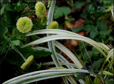 Liriope_W.JPG