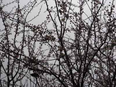Kirschpflaume Prunus cerasifera P3140080.JPG