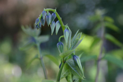Decaisnea_fargesii.jpg