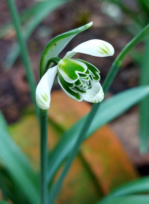 20230314_134240 Galanthus Hippolyta.jpg