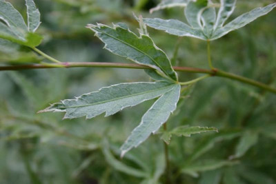 Acer_palmatum_Butterfly_Blatt.jpg