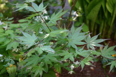 Acer_palmatum_Oridono_Nishiki.jpg
