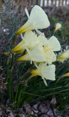 20230313_191701 Narcissus Spoirot.jpg