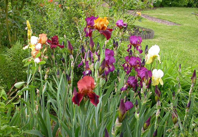 Irisbeet_gelb-braune_Tone_24.5.08.jpg