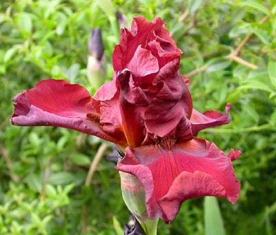 Iris_unbekannt_rotbraun_brauner_Bart_24.5.08.jpg
