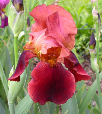 Iris_unbekannt_rotbraun_goldbrauner_Bart_24.5.08.jpg