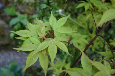 Acer_palmatum_Osakazuki.jpg