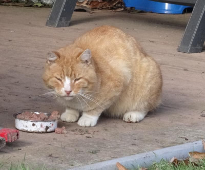 garfield02.jpg