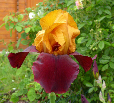 Iris_Supreme_Sultan_24.5.08.jpg