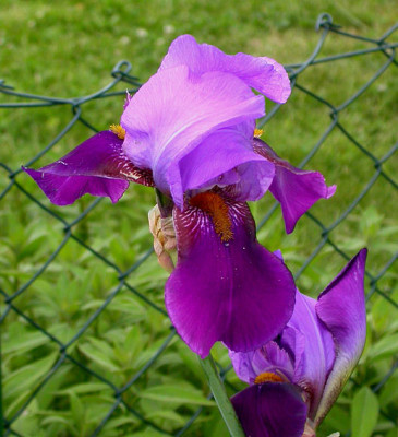 Iris_Joana_24.5.08.jpg