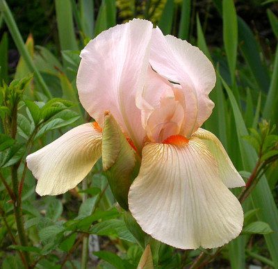 Iris_Constant_Wattez_24.5.08.jpg