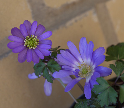 DSC_7311_DxO.jpg