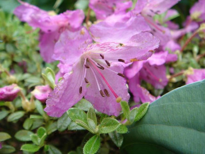 Rhododendron_calostrotum_var._calostrotum_2.JPG
