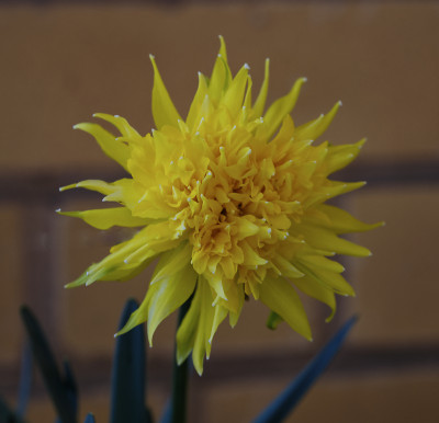 DSC_7313_DxO.jpg