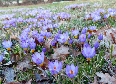 20230313_191124 Crocus sieberi Tricolor.jpg
