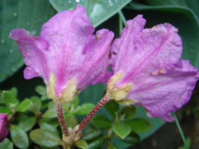 Rhododendron_calostrotum_var._calostrotum_1.JPG