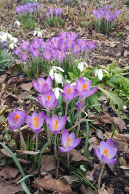20200223_145409 Crocus tomm Barr's Purple.jpg
