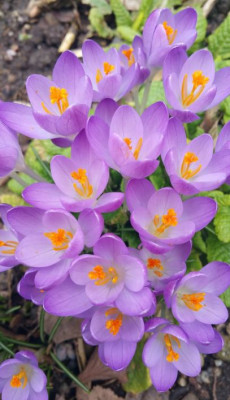 20200223_145552 Crocus tommasinianus 'Barrs Purple'.jpg