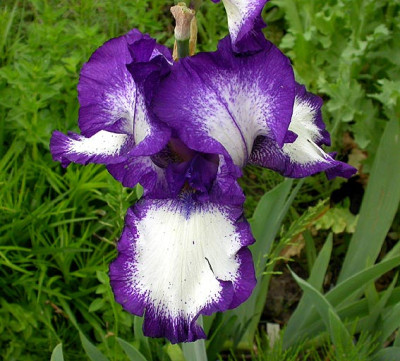Iris_Stepping_Out_24.5.08.jpg