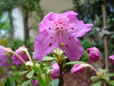 Rhododendron_Euan_Cox_1.JPG