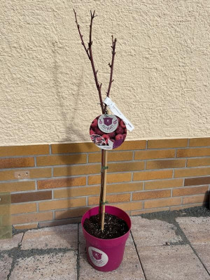Himbeerbaum.jpg