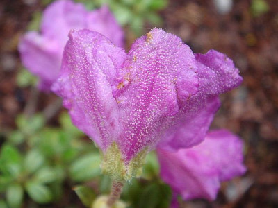 Rhododendron_Euan_Cox.jpg