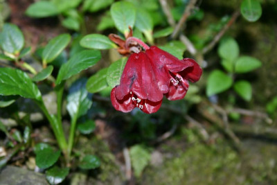 Rhododendron_forrestii_var._repens_1.jpg