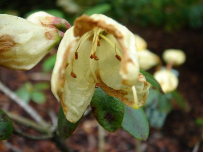 Rhododendron_keiskei_var._cordifolia_Yakafairy.jpg