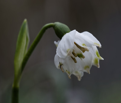 DSC_7332_DxO.jpg