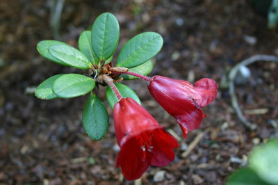 Rhododendron_unbek_4.jpg