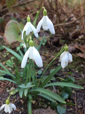2023-03-16 Snow White's Gnome.jpg