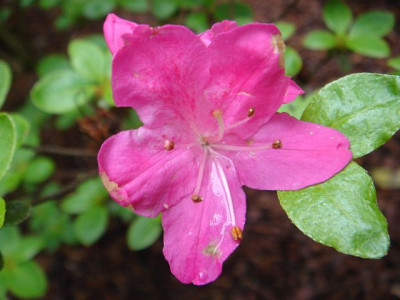 Rhododendron_kermesina.JPG