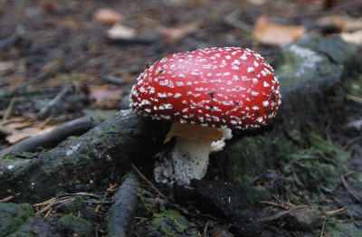 fliegenpilz_7951.jpg