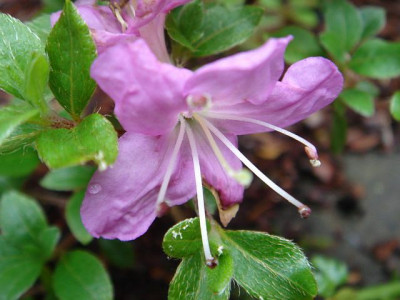 Rhododendron_kuisianum_1.JPG