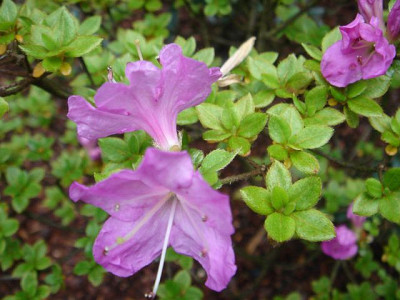 Rhododendron_unbek.2_1.JPG