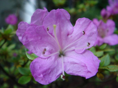 Rhododendron_unbek.2.JPG