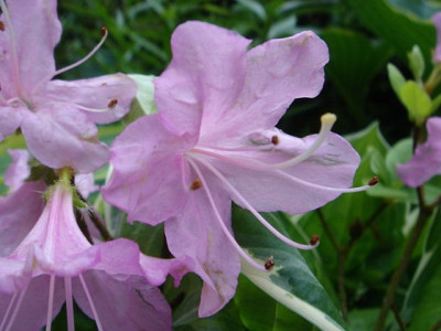 Rhododendron_unbek.3__B11_1.JPG