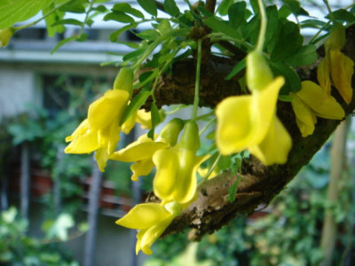 Caragana_arborescens_Pendula_Blute_2.JPG