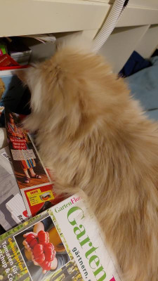 IMG-20230311-WA0042.jpeg